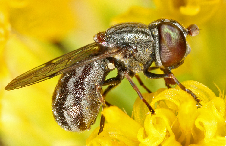 Nausigaster sp. Nausigaster sp.