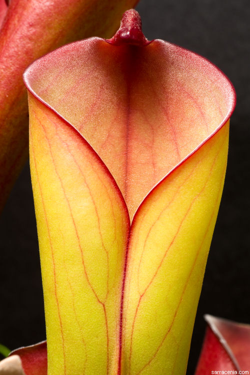 Heliamphora folliculata