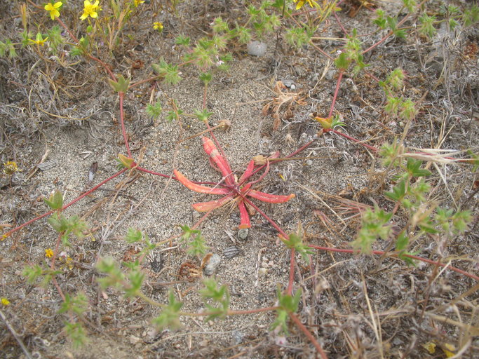 Dodecahema leptoceras Dodecahema leptoceras