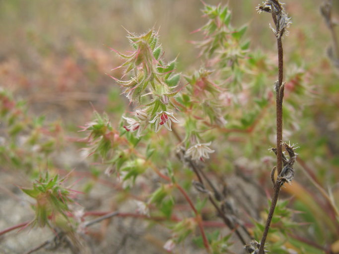 Dodecahema leptoceras