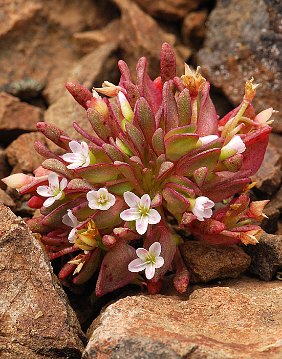 Claytonia saxosa