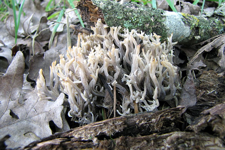 Clavulina cinerea Clavulina cinerea