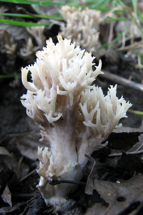 Clavulina cristata