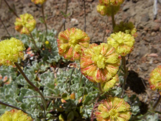 Eriogonum douglasii var. meridionale Eriogonum douglasii var. meridionale