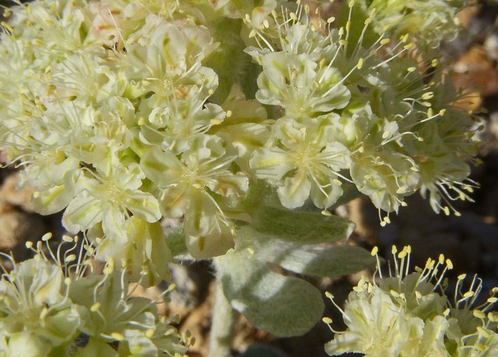 Eriogonum robustum