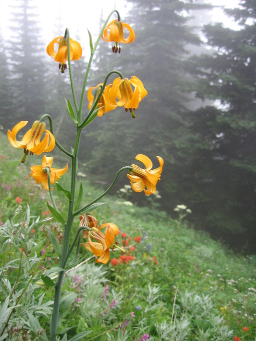 Lilium columbianum Lilium columbianum