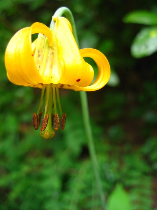 Lilium columbianum Lilium columbianum