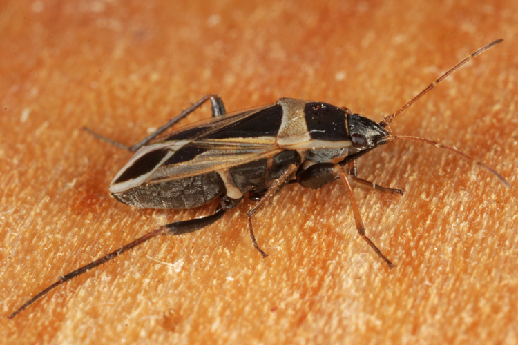 Xanthochilus saturnius Xanthochilus saturnius