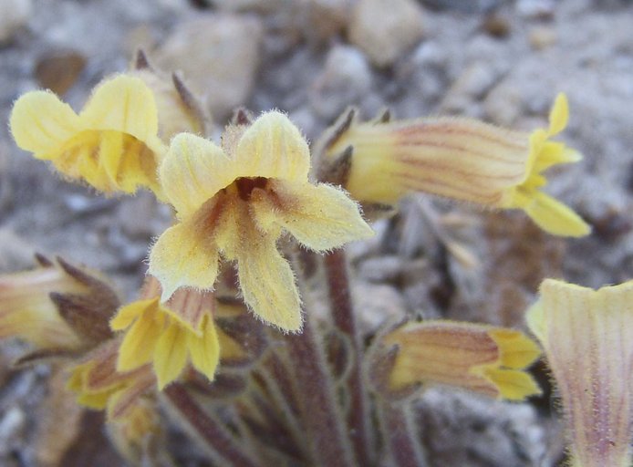 Orobanche fasciculata Orobanche fasciculata