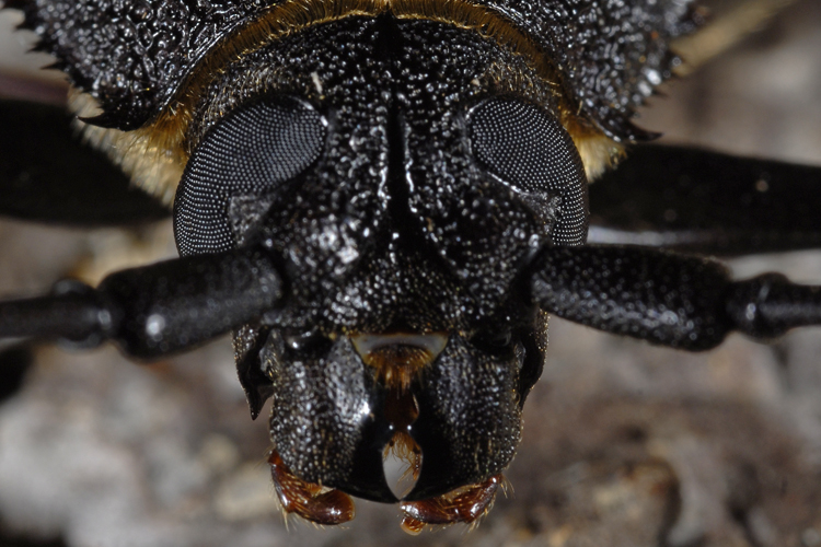 Trichocnemis spiculatus Trichocnemis spiculatus