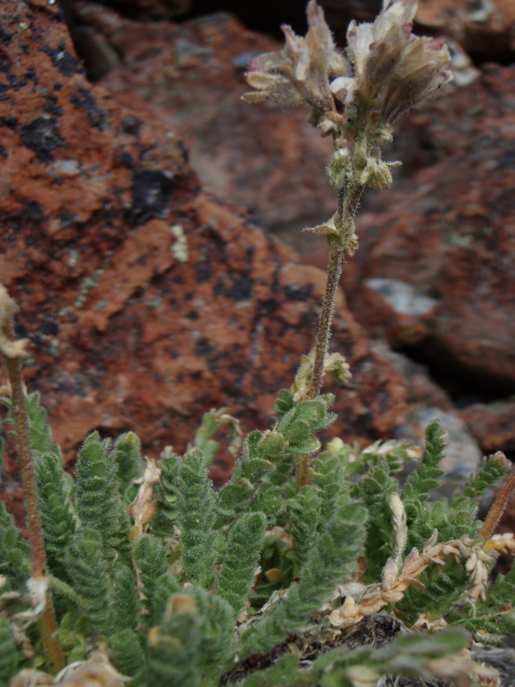 Polemonium eddyense