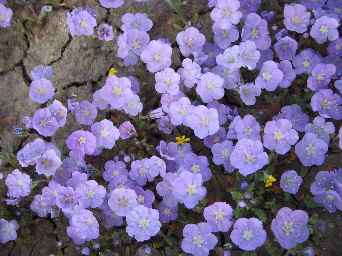 Phacelia ciliata Phacelia ciliata