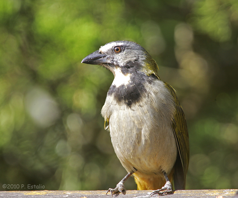 Saltator maximus