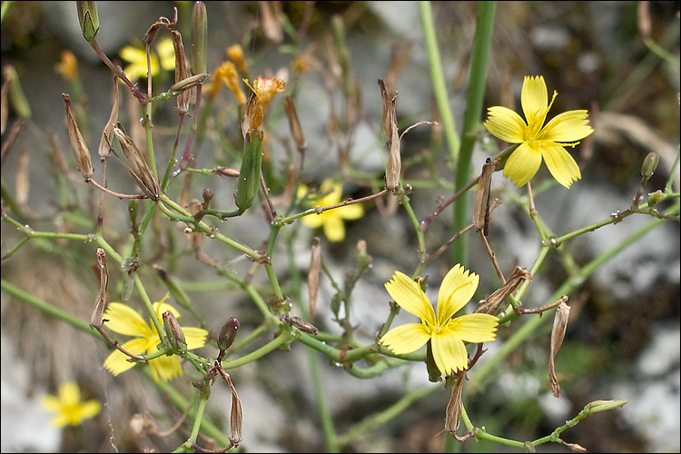Mycelis muralis