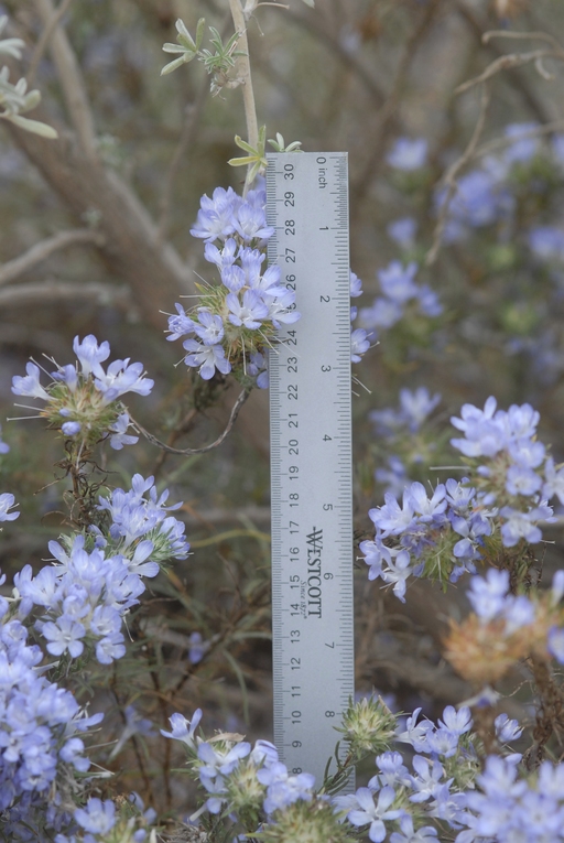 Eriastrum densifolium ssp. densifolium