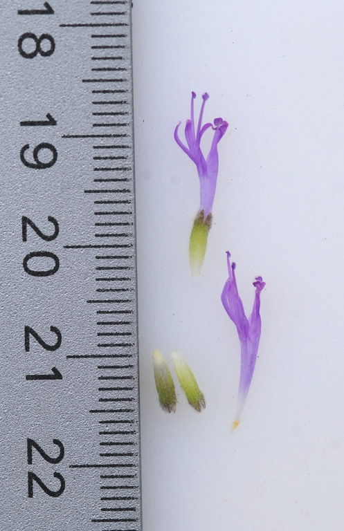 Monardella undulata ssp. crispa