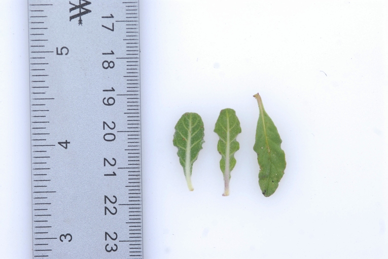 Monardella undulata ssp. crispa