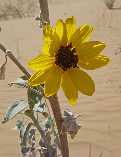 Helianthus niveus ssp. tephrodes