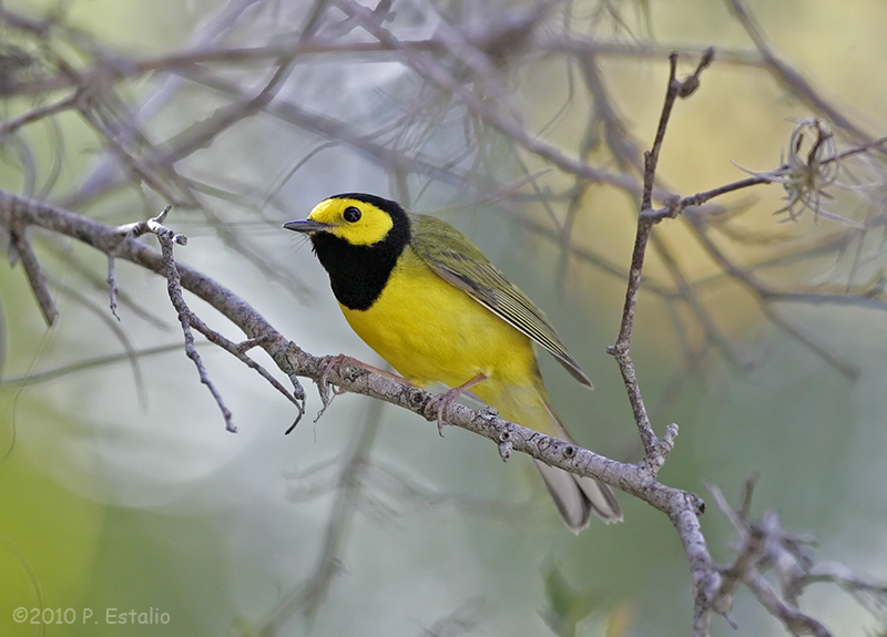 Setophaga citrina