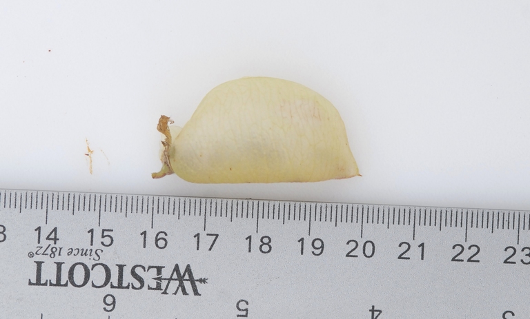 Astragalus nuttallii var. nuttallii