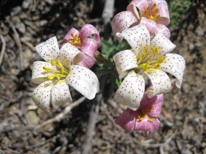 Lilium rubescens