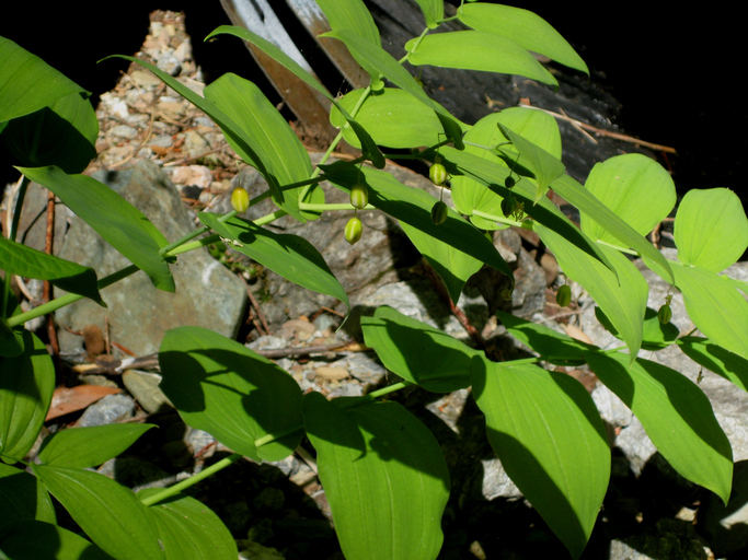 Streptopus amplexifolius var. americanus