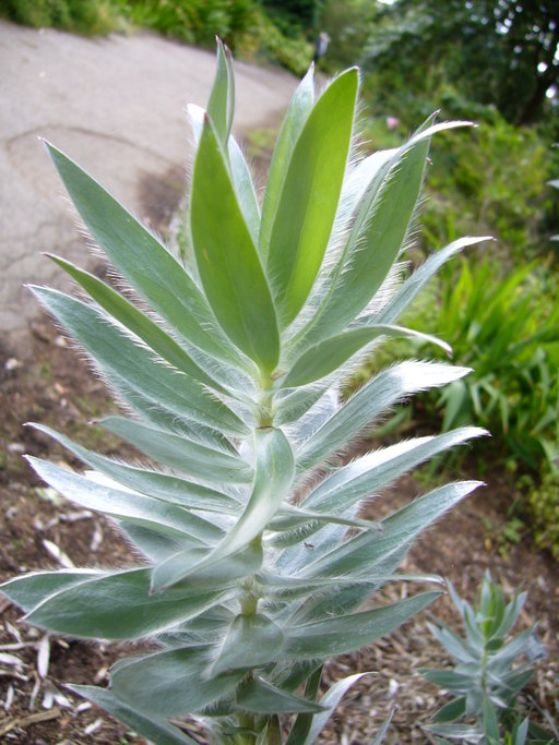 Leucadendron argenteum