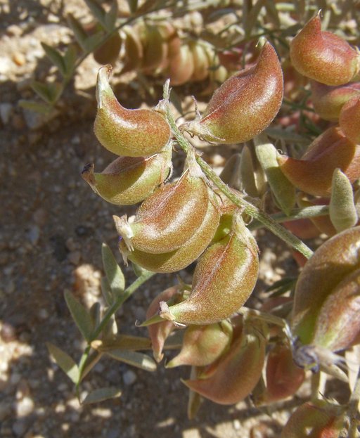 Astragalus insularis var. harwoodii
