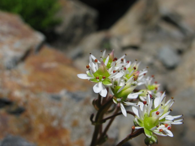 Micranthes tolmiei