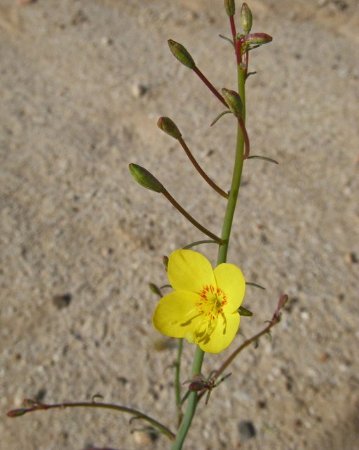 Camissonia californica