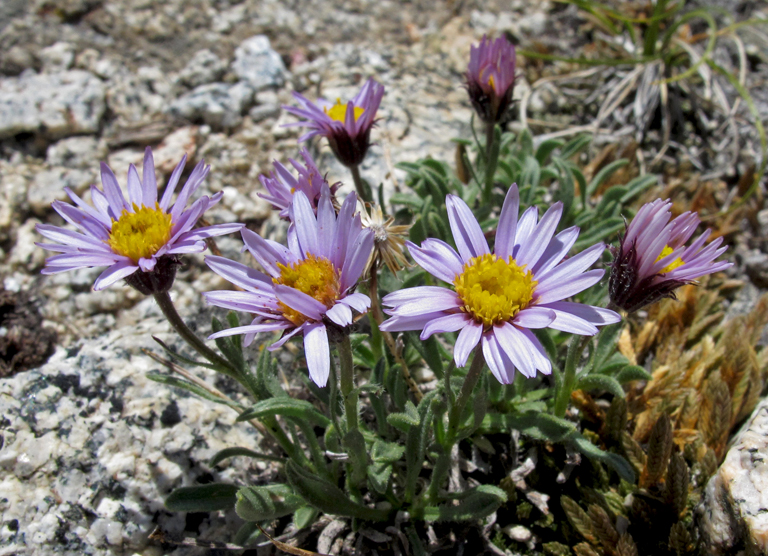 Erigeron pygmaeus