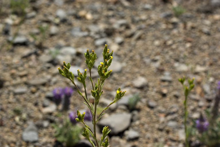 Madia glomerata Madia glomerata