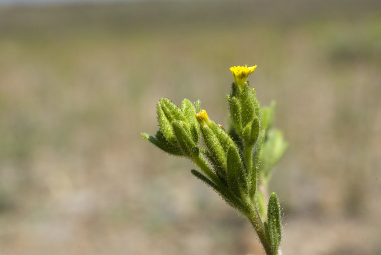 Madia glomerata Madia glomerata