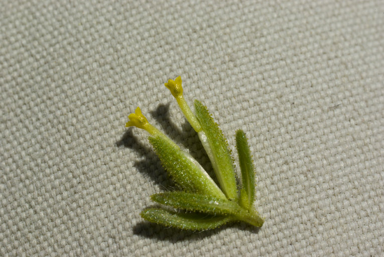Madia glomerata