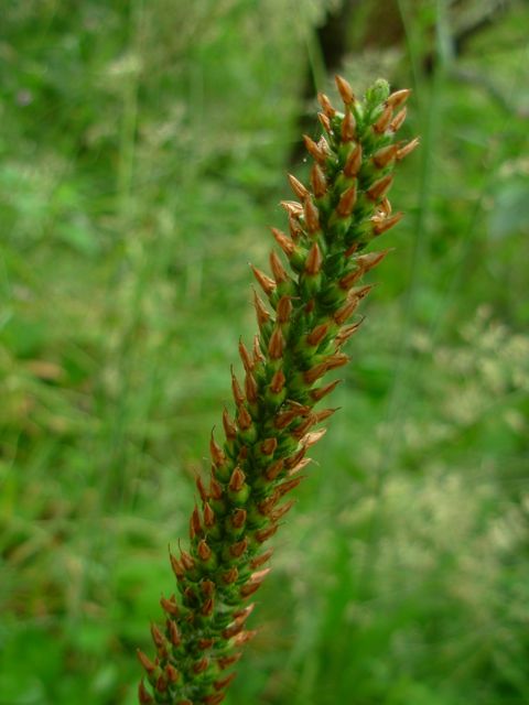 Plantago subnuda Plantago subnuda