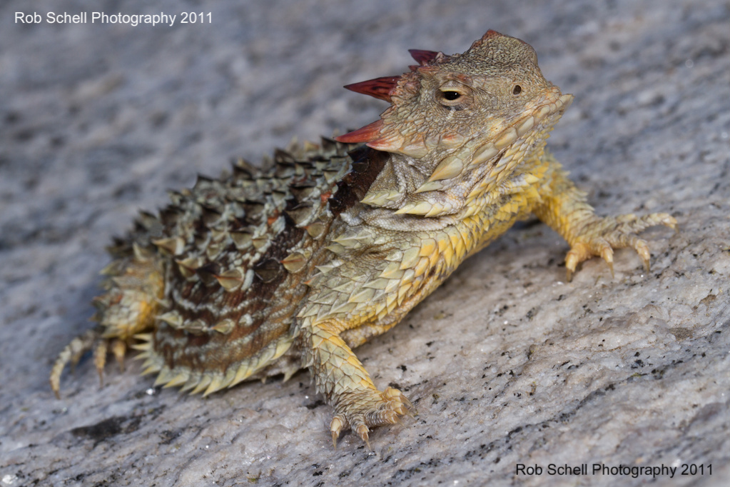 Phrynosoma blainvillii