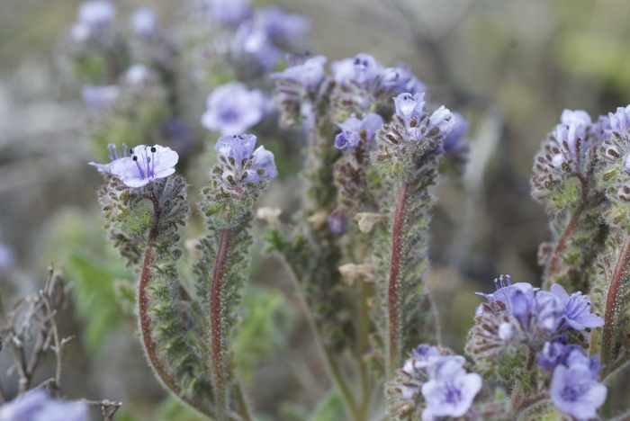 Phacelia floribunda