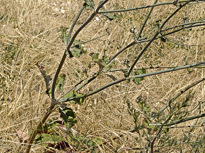 Eriogonum nudum var. psychicola Eriogonum nudum var. psychicola