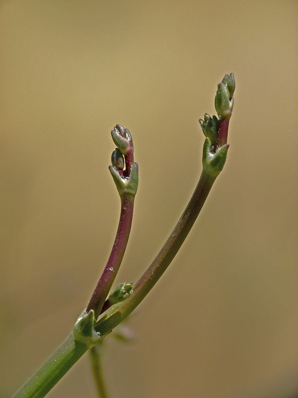 Eriogonum nudum var. psychicola