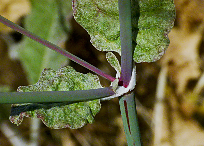 Eriogonum nudum var. psychicola