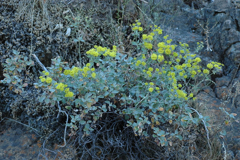 Eriogonum umbellatum var. ahartii