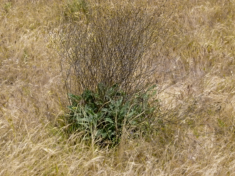 Eriogonum nudum var. psychicola Eriogonum nudum var. psychicola