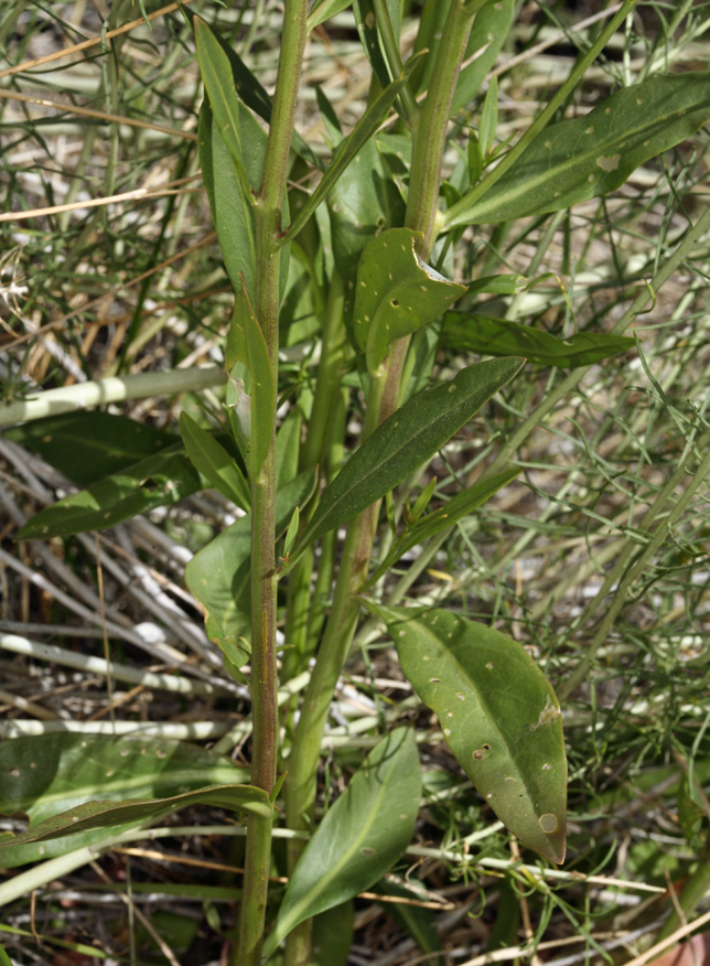 Thelypodium integrifolium ssp. complanatum