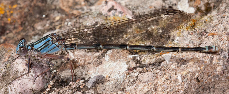 Argia funcki