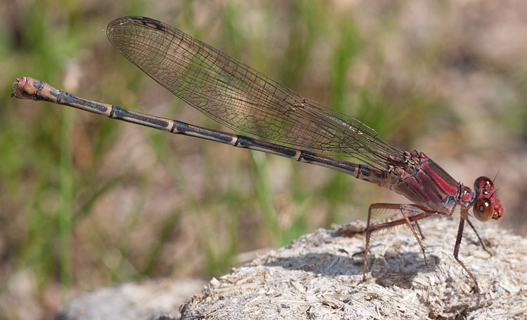 Argia funcki