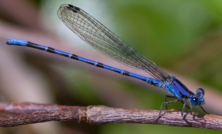 Argia extranea