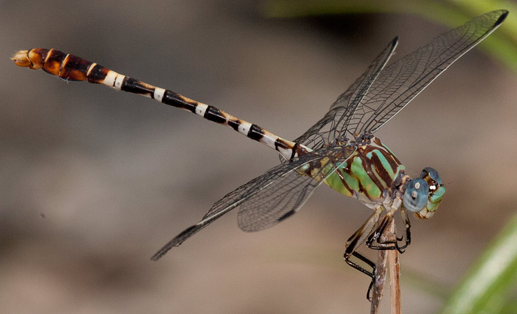 Erpetogomphus lampropeltis natrix