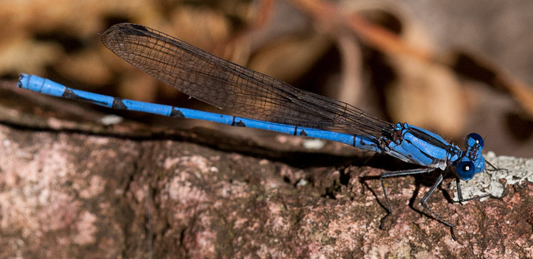 Argia lacrimans