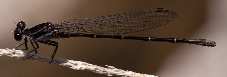 Argia tezpi