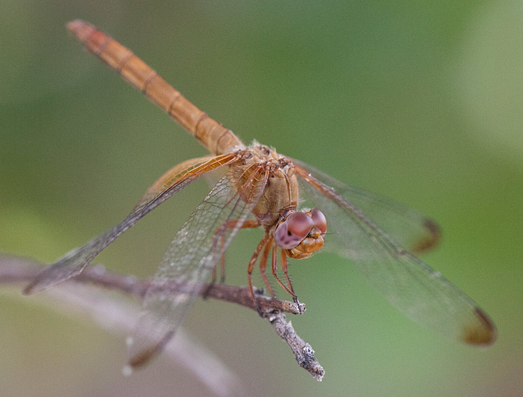 Dythemis maya